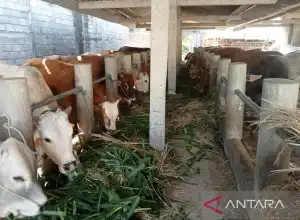Petugas Temukan Cacing Hati pada Ratusan Hewan Kurban di Bantul
