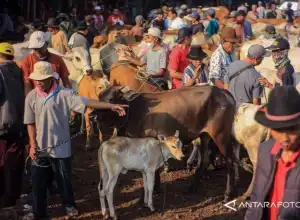 Mushala di Bukittinggi Gagal Kurban karena Ditipu Penjual Ternak