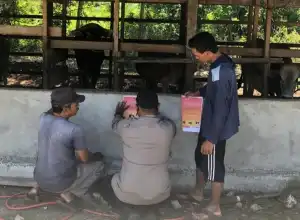36 Ribu Lebih Hewan Ternak di Aceh Terinfeksi PMK
