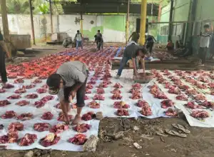 Lueng Bata Sembelih 31 Ekor Ternak