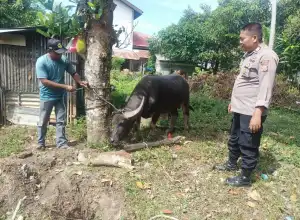 Hewan Ternak Terinfeksi PMK Harus Dipotong Bersyarat