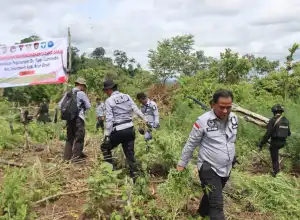 Tim Gabungan Musnahkan 53 Ribu Lebih Batang Ganja di Lamteuba Aceh Besar
