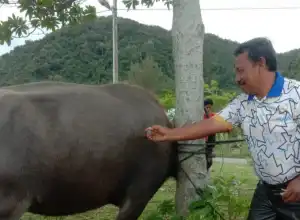 Angka Kesembuhan PMK di Aceh Besar Mencapai 51,774 Persen