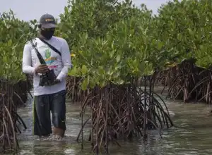 Sulbar Siapkan 125 Hektare Lahan untuk Ditanami Mangrove
