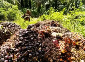 Harga Mulai Naik, Petani Sawit di Aceh Utara Mulai Bergairah