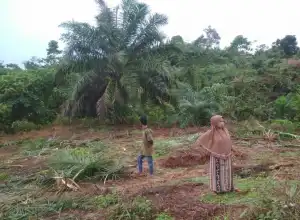 Kawanan Gajah Liar Obrak-abrik Kebun Sawit Warga Aceh Timur