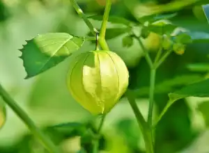 Tahu Buah Ciplukan? Ini Manfaatnya Jika Ditinjau Dari Kesehatan