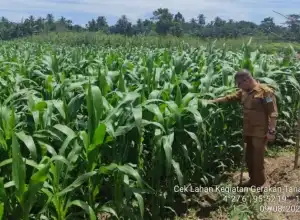 Pemkab Aceh Jaya Target Tanam Jagung Seluas 7.614 Hektare