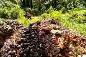 Harga TBS Sawit di Aceh Selatan Naik Jadi Rp 1.400 per Kilogram