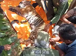 BKSDA Evakuasi Harimau Terkena Jerat di Gayo Lues