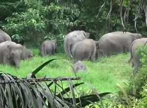 BKSDA Aceh Kerahkan Tim Atasi Gangguan Gajah di Pidie.
