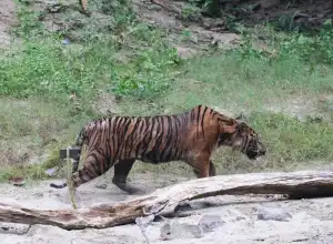 BKSDA Lepasliarkan Harimau Lhokbe ke Taman Nasional Gunung Leuser