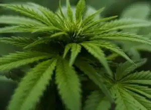 DPR Aceh Wacanakan Qanun Legalisasi Ganja Medis
