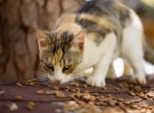 Bagi Anda Memiliki Kucing dan Anjing, Berikut Makanan yang Sebaiknya Diberikan