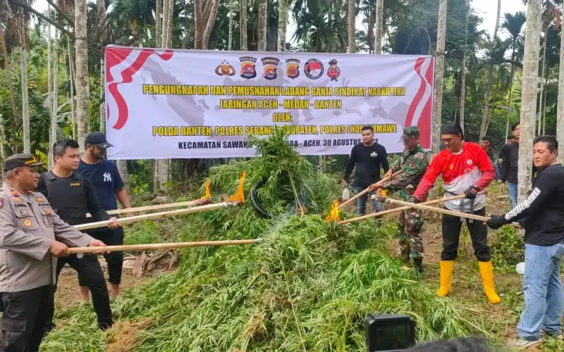 Polisi Musnahkan Tiga Ribu Batang Ganja di Aceh Utara