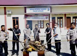 Polres Bireuen Musnahkan Barang Bukti Ganja 26.475 Gram