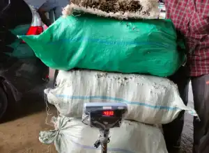 Polisi Tangkap Lima Pelaku dan Amankan Tiga Goni Ganja di Aceh Utara