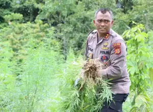 Polisi Musnahkan 3 Ribu Bantang Ganja Siap Panen di Aceh Besar
