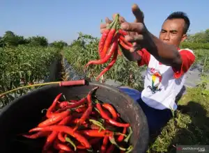 Berkelanjutan, Pemkot Medan Bangun Jaringan Dengan Lima Daerah Produsen Pangan