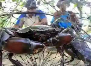 BKIPM: Ratusan Kg Kepiting Aceh per Hari Diekspor ke Thailand