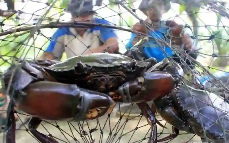 BKIPM: Ratusan Kg Kepiting Aceh per Hari Diekspor ke Thailand
