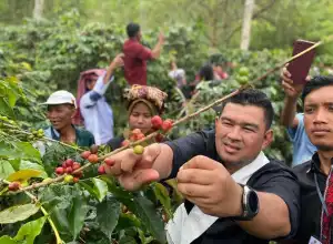 Desa Kute Lintang dan Pegasing Gelar Festival Panen Kopi Gayo