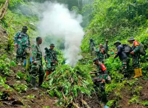 Berada di Jurang, 2 Hektare Ladang Ganja Ditemukan di Tangse