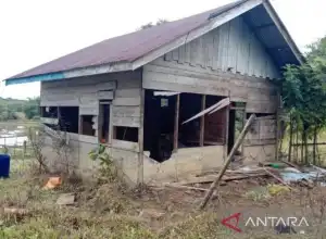 Kawanan Gajah Liar Rusak Rumah dan Kebun Warga di Pedalaman Nagan Raya