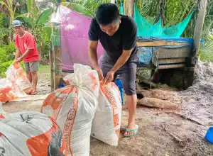 ASN Luwu Utara Sulap Ampas Sagu Jadi Pakan Ikan