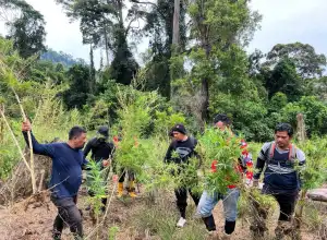 Polres Bireuen Musnahkan Enam Hektare Ladang Ganja
