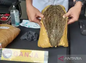 BNN Pidie Tangkap Seorang Pembawa 200 Kilogram Ganja