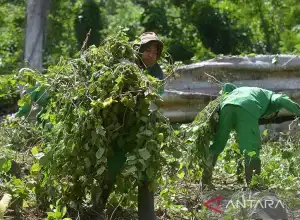 Kelompok Tani di Aceh Besar KembangkanTanamanNilam