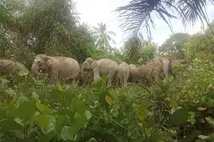 Kawanan Gajah Rusak Tiga Unit Rumah Warga di Aceh Timur