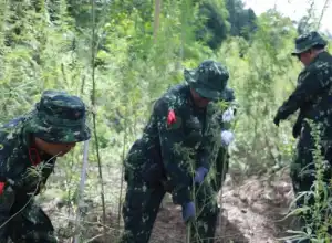 BNN Musnahkan 2,5 Hektare Ladang Ganja di Aceh Besar