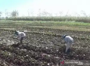Distanbunak Aceh Tamiang Manfaatkan Lahan Tidur untuk Kembangkan Lahan Pangan