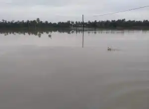Banjir Aceh Utara Akibatkan Kerugian Sektor Pertanian Capai 32,7 Miliar