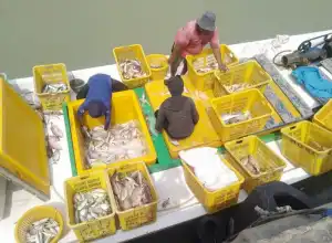 Ekspor dan Lelang, Nilai Produksi Ikan di Bangka Belitung Capai 3.182 Ton atau Rp79,4 Miliar