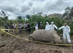 Ini Kata BKSDA Aceh Terkait Gajah Betina Mati di Aceh Timur