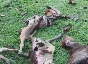Diduga Diserang Anjing Hutan, Hewan Ternak di Aceh Besar Mati Mengenaskan