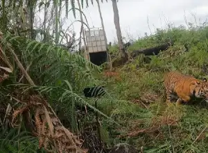 Seekor Harimau Betina Dilepasliarkan ke Kawasan Hutan di Gayo Lues