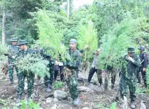12 Ton Ganja di Aceh Selatan Dimusnahkan