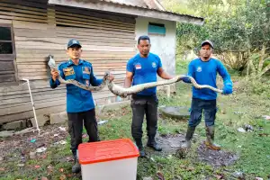 Ular Piton Sepanjang 3 Meter Mangsa Ternak Warga di Aceh Besar
