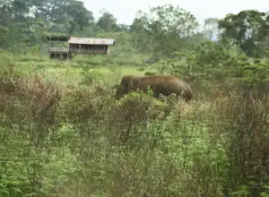 Petani di Pidie Tewas Mengenaskan Diduga Amukan Gajah Liar