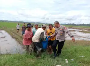 Petani di Aceh Timur Meninggal Disaat Menyemprot Padi