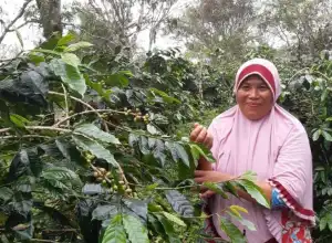 Petani di Aceh Utara berkomitmen kembangkan komoditas kopi