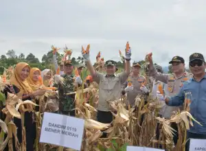 Pemkab Bener Meriah Panen Jagung di Musara Pakat