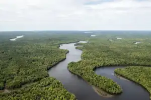 REDD+: Apa Saja yang Perlu Diperbaiki Agar Mampu Menghentikan Deforestasi di Indonesia?