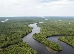 REDD+: Apa Saja yang Perlu Diperbaiki Agar Mampu Menghentikan Deforestasi di Indonesia?