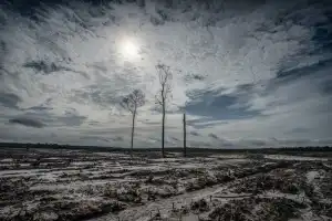Jika proyek lumbung pangan Indonesia gagal, siapa yang bertanggung jawab memulihkan hutan?