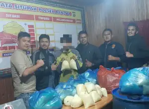 Pria Usia 40 Tahun Dibekuk Polisi Usai Curi Minyak Goreng Curah 1 Drum